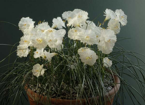 Narcissus cantabricus var petuniodes